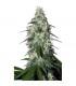 Pulsar (Buddha Seeds)