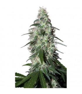 Pulsar (Buddha Seeds)