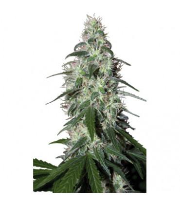 Pulsar (Buddha Seeds)