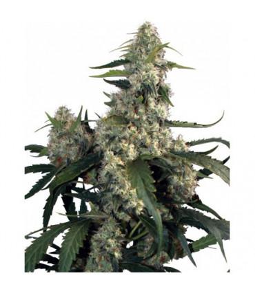 Quasar (Buddha Seeds)