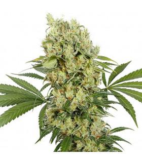 Medikit CBD (Buddha Seeds)