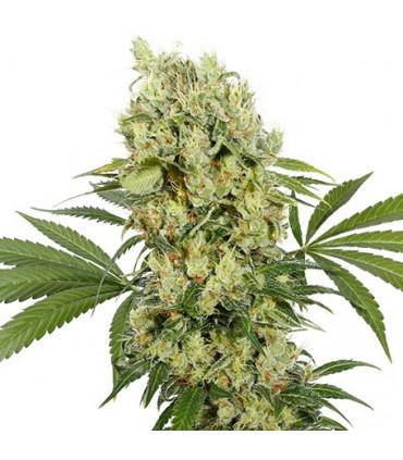 Medikit CBD (Buddha Seeds)