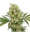 Medikit CBD