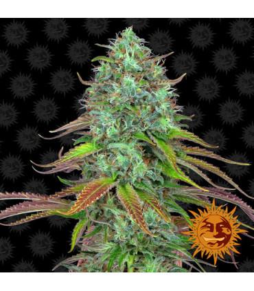 LSD Auto (Barney's Farm)