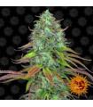 LSD Auto