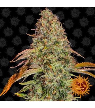 Zkittlez OG Auto (Barney's Farm)