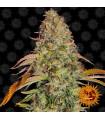 Zkittlez OG Auto