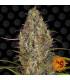Glue Gelato Auto (Barney's Farm)