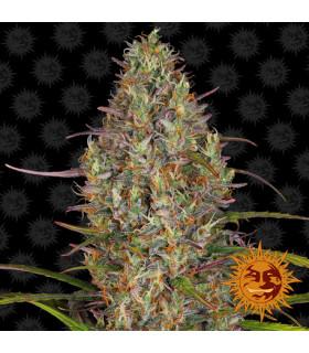 Glue Gelato Auto (Barney's Farm)