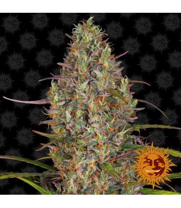 Glue Gelato Auto (Barney's Farm)