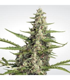 Pandora (Paradise Seeds)
