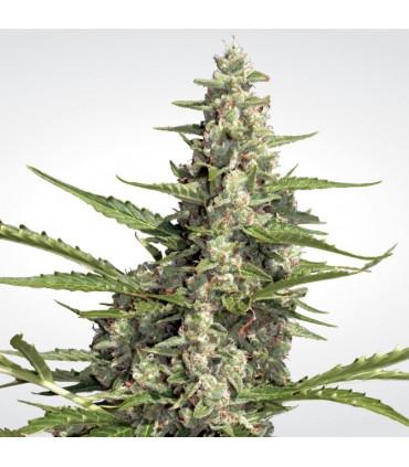 Pandora (Paradise Seeds)