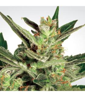 Automaria ll (Paradise Seeds)