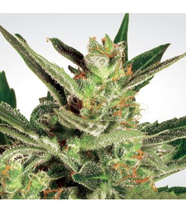 Automaria ll (Paradise Seeds)