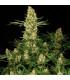 Wappa (Paradise Seeds)