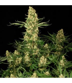Wappa (Paradise Seeds)