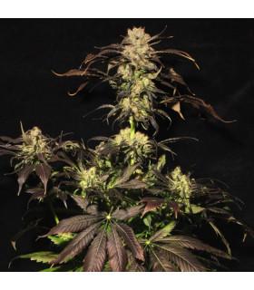 White Berry (Paradise Seeds)