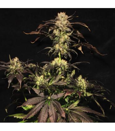 White Berry (Paradise Seeds)