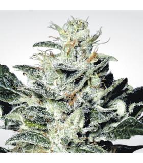 Sensi Star (Paradise Seeds)