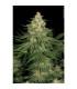 Allkush (Paradise Seeds)
