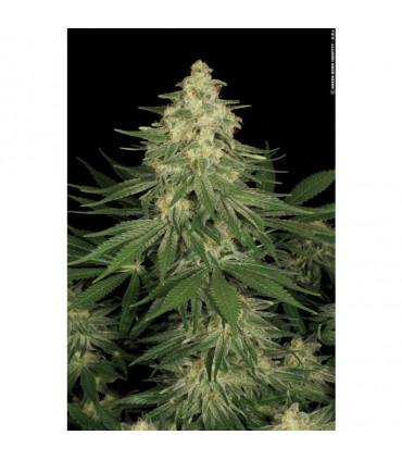Allkush (Paradise Seeds)