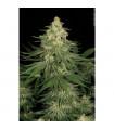 Allkush
