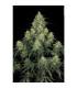 Atomical Haze (Paradise Seeds)