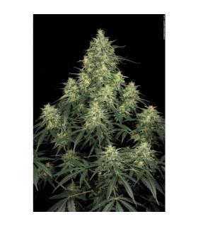 Atomical Haze (Paradise Seeds)