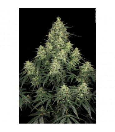 Atomical Haze (Paradise Seeds)