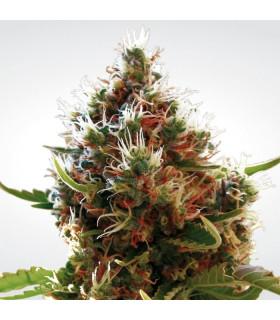 Lucid Bolt (Paradise Seeds)