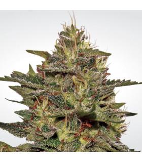 Original Cheese IBL (Paradise Seeds)
