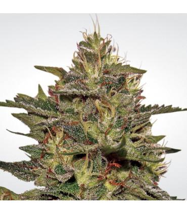 Original Cheese IBL (Paradise Seeds)