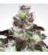 Original White Widow IBL (Paradise Seeds)