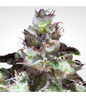 Original White Widow IBL (Paradise Seeds)