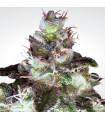 Original White Widow IBL