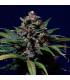 Sweet Purple (Paradise Seeds)