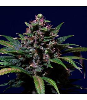Sweet Purple (Paradise Seeds)