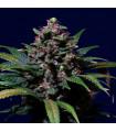 Sweet Purple