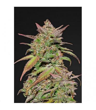 Smoothie Auto (Fastbuds)