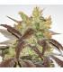 Spoetnik 1 (Paradise Seeds)