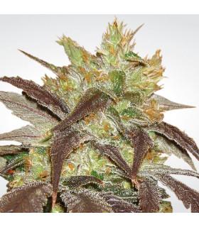 Spoetnik 1 (Paradise Seeds)