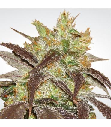 Spoetnik 1 (Paradise Seeds)