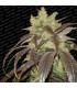 Spoetnik 1 (Paradise Seeds)