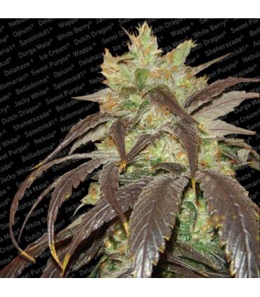 Spoetnik 1 (Paradise Seeds)