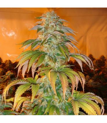 Spoetnik 1 (Paradise Seeds)