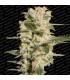 Belladonna (Paradise Seeds)