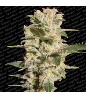 Belladonna (Paradise Seeds)