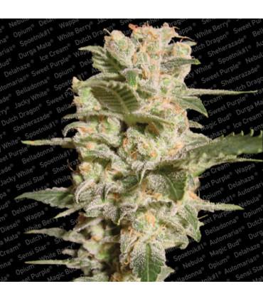 Belladonna (Paradise Seeds)