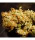 Belladonna (Paradise Seeds)