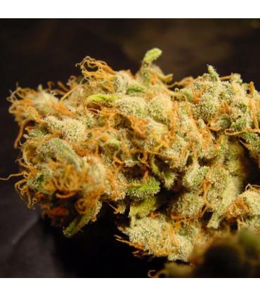 Belladonna (Paradise Seeds)